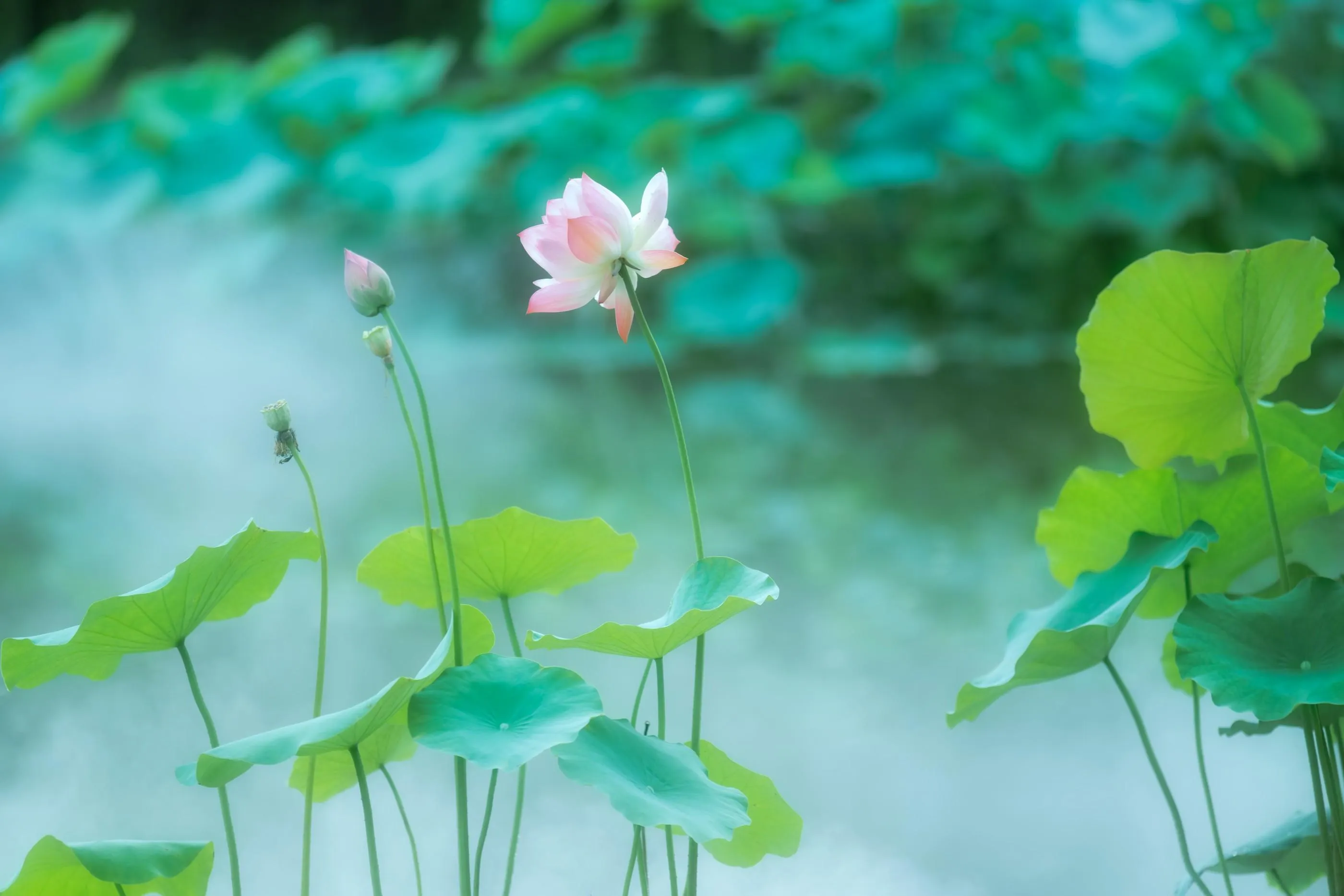 [YITUYU艺图语]2021.12.25 双生花 修水凝花 [31P]插图7